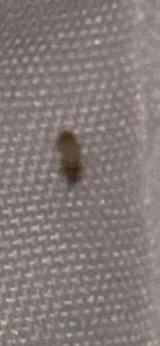 Carpet Beetle (likely Varied Carpet Beetle or Black Carpet Beetle larva)