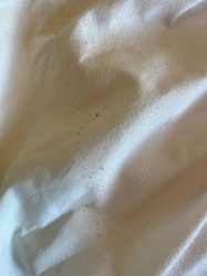 Flea (likely Cat or Dog Flea)