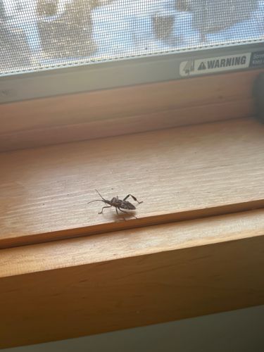 Western Conifer Seed Bug
