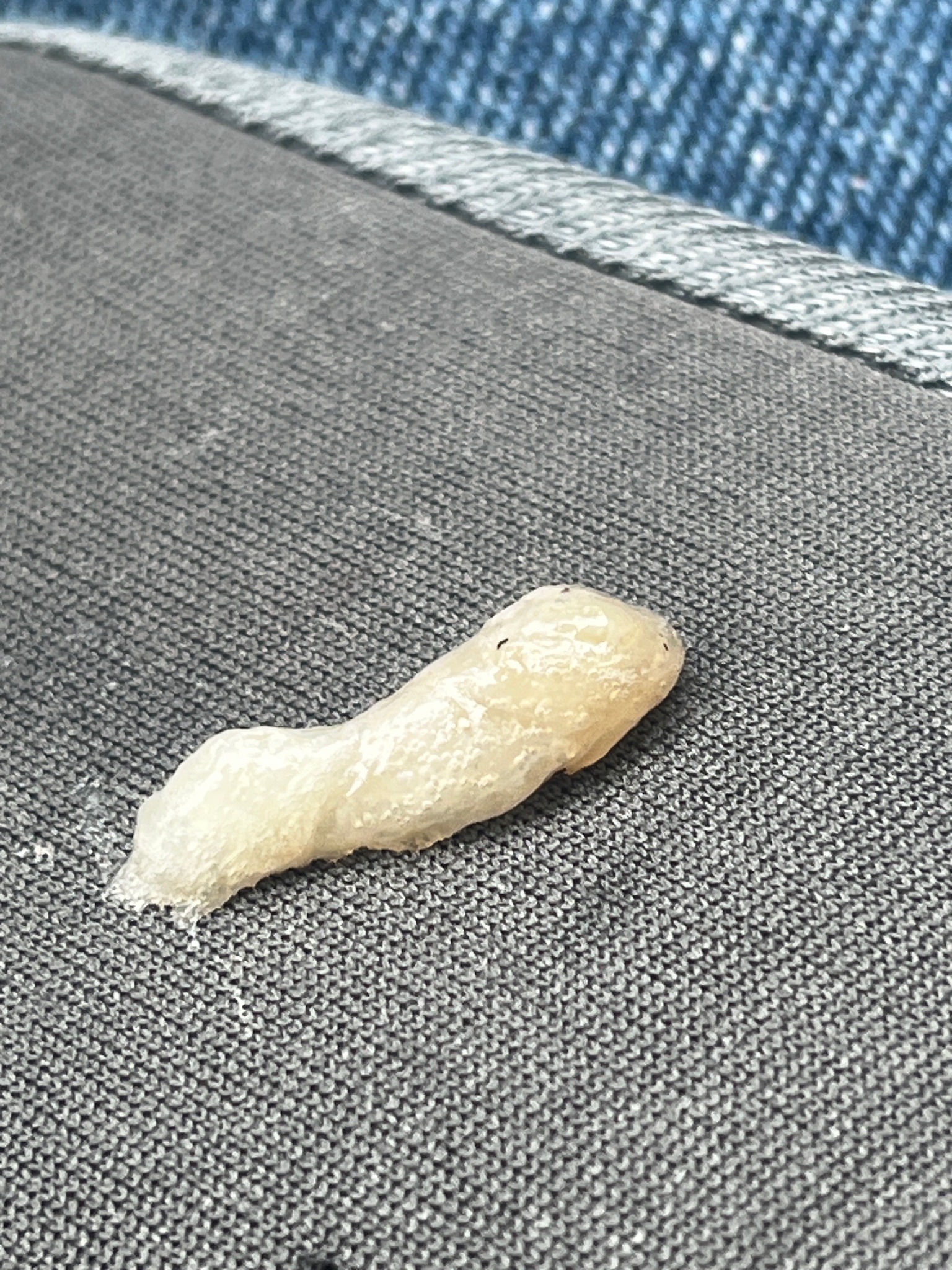 Ghost Slug