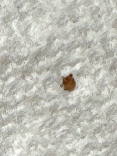 Carpet Beetle (likely Varied Carpet Beetle or Black Carpet Beetle)