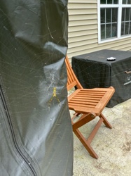 Yellow Garden Spider, Argiope Spider, Corn Spider