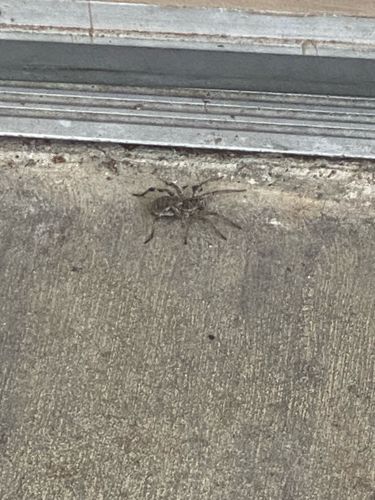 Wolf Spider