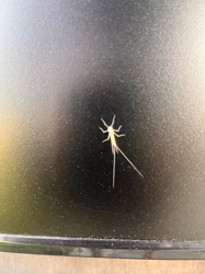 Mayfly (Adult)