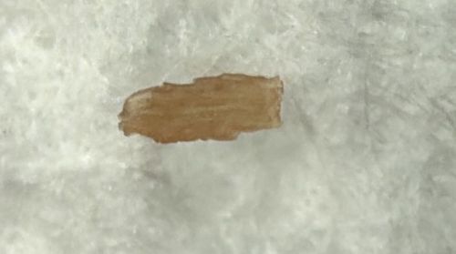 Webbing Clothes Moth Larva Case