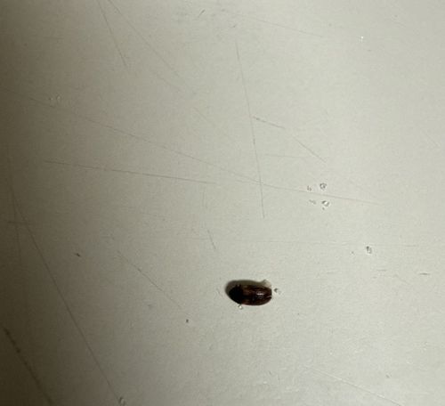 Cabinet Beetle
