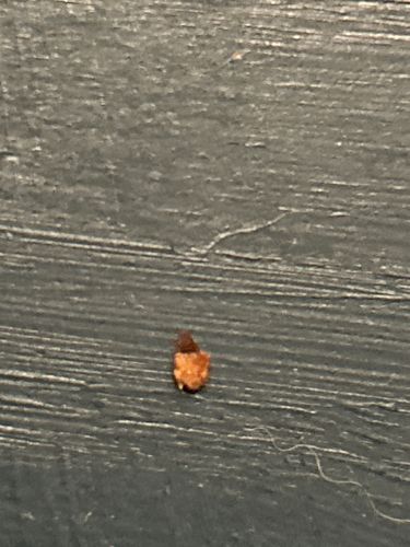 Carpet Beetle Larva (likely Varied Carpet Beetle or Black Carpet Beetle)