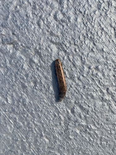 Leatherjacket larva (Crane Fly Larva)