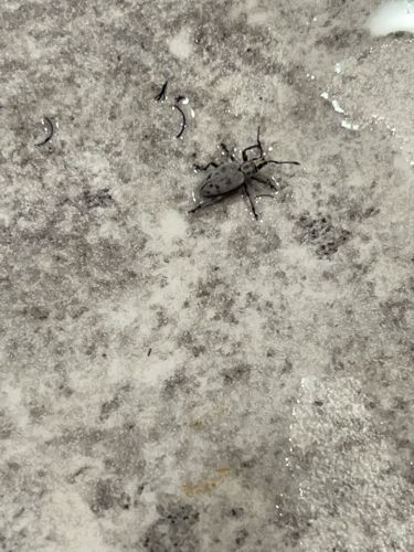 Broad-nosed Weevil (likely a species of Otiorhynchus or a similar genus)