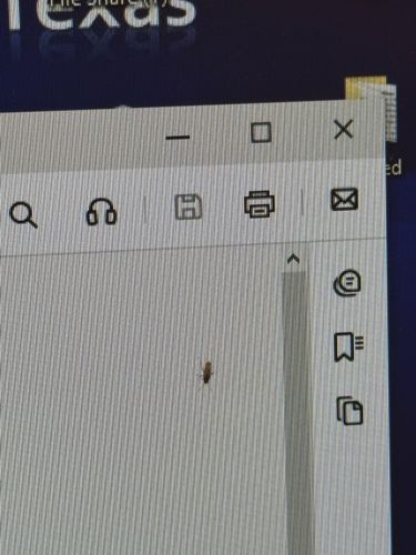 Booklouse (or Psocid)