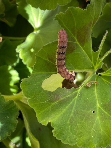 Cabbage Looper (caterpillar stage)
