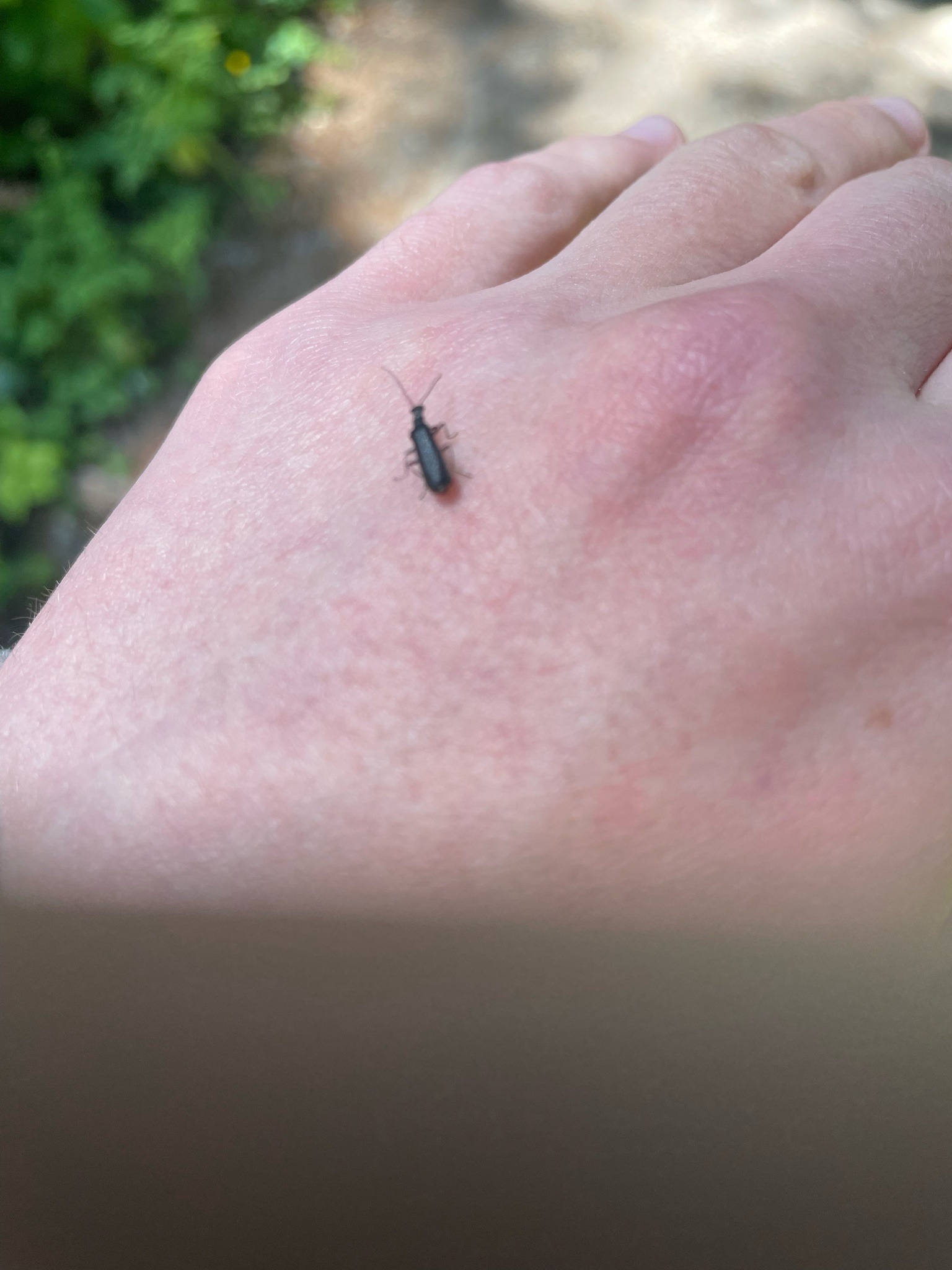 False Blister Beetle