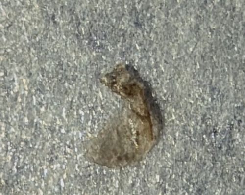 Household Casebearer (or Plaster Bagworm)