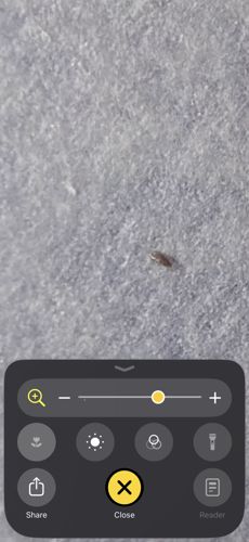 Booklouse