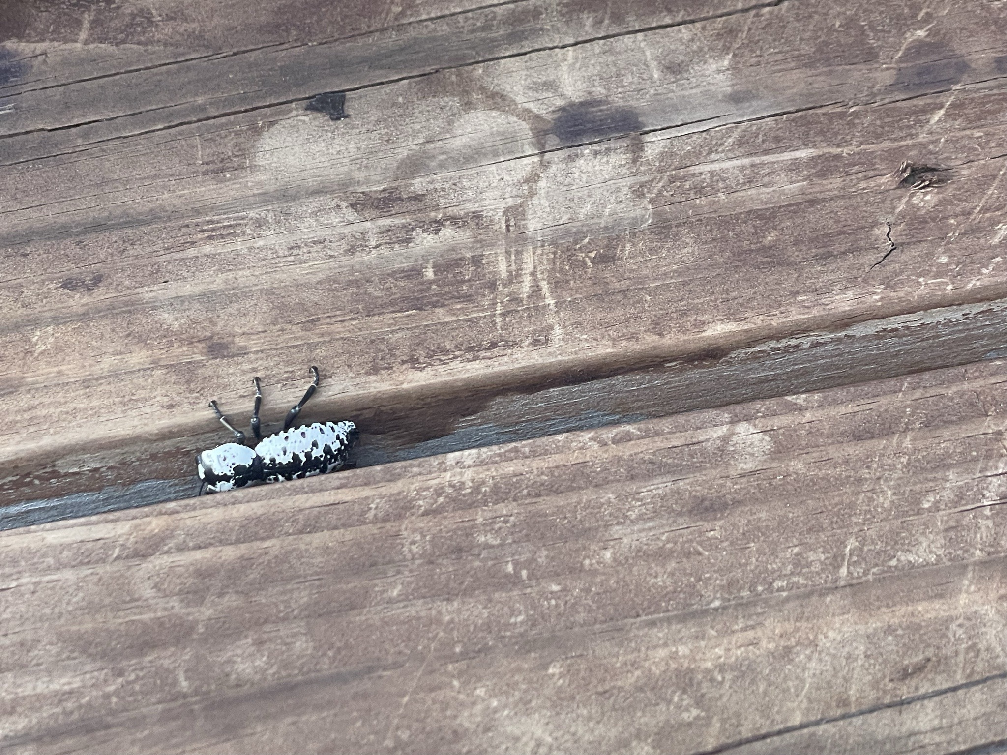 Ironclad Beetle (Texas Ironclad Beetle)