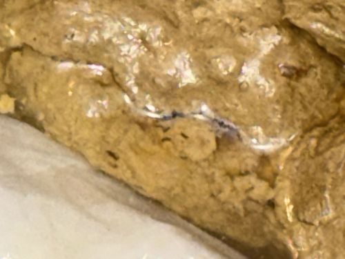 Fruit fly (nymph/larva/indoor infestation context)