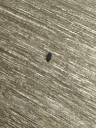 Carpet Beetle (larva)