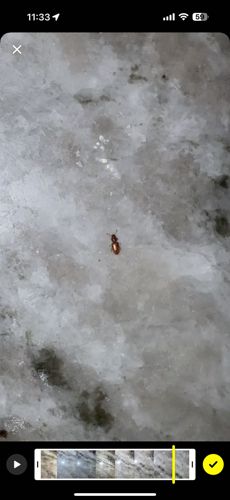 Sawtoothed Grain Beetle