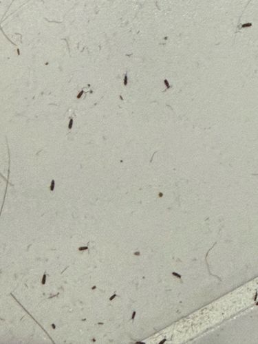 Mold Mites / Dust Mites (less likely to be specifically dust mites based on visual, more likely mold mites or psocids)