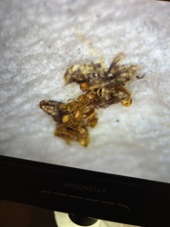 Case-bearing Clothes Moth (Larva)