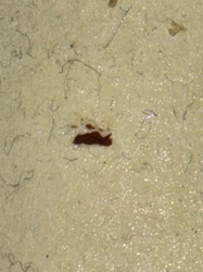 Blood specks or dried fluid (not an insect)