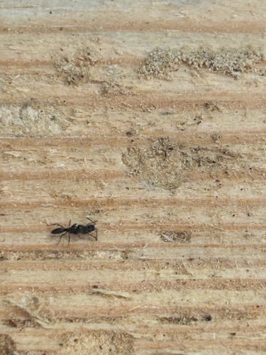 Flat-headed Ant-like Bethylid Wasp