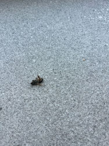 Bee (likely Honey Bee or Bumblebee)