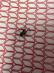 Cricket (likely Field Cricket or House Cricket)