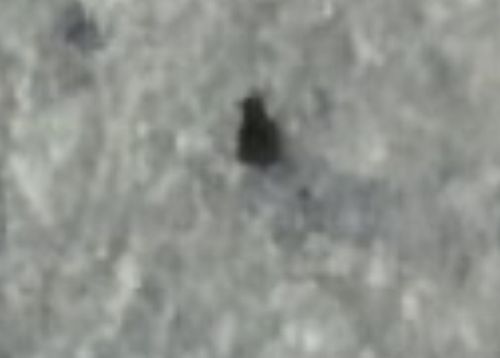 Unidentifiable Insect / Speck (Inconclusive)