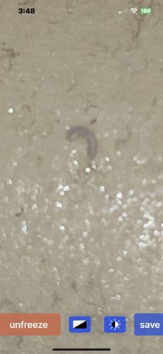 Springtail