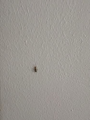 Red Flour Beetle