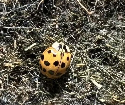 Ladybug (or Ladybird beetle), likely a multi-colored Asian lady beetle