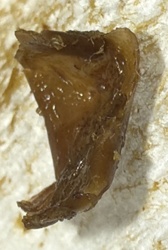 Cockroach egg case (Ootheca)