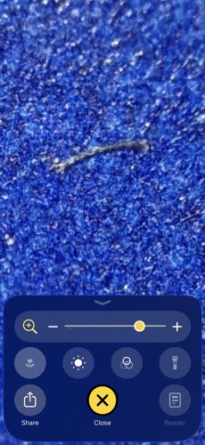 Inchworm (Spanworm)