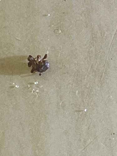 Pill Bug / Roly Poly