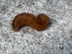 Cutworm (larva)