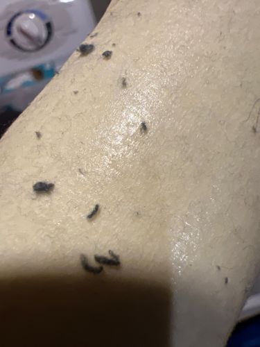 Fungus Gnat Larvae, "Drain worms"