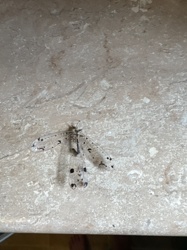 Owlfly