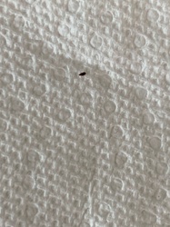 Carpet Beetle (Larva)