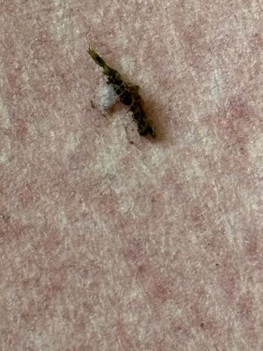 Household Casebearer Moth