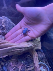 Blue Death-Feigning Beetle