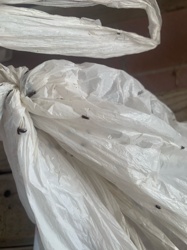 Confused Flour Beetle