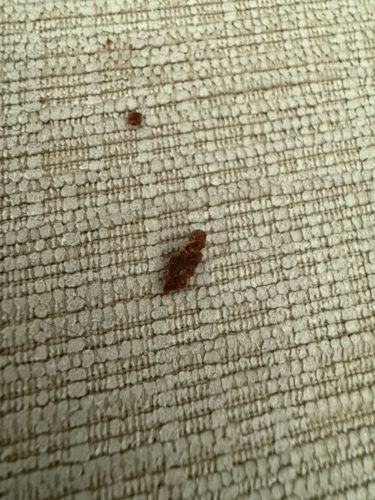 Unidentifiable organic debris (Likely rodent or insect droppings)