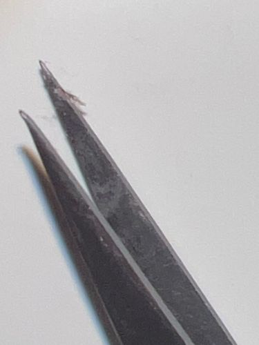 There is not enough information in the image to definitively identify the common name of the insect. The image shows a tiny, ambiguous speck of an insect held between tweezers.