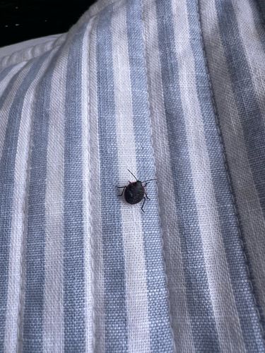 Stink Bug (likely a nymph or a dark-colored species)