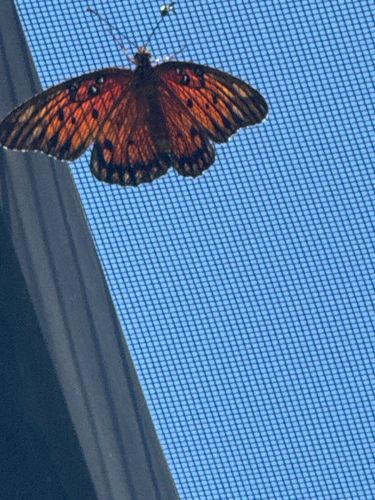 Gulf Fritillary butterfly