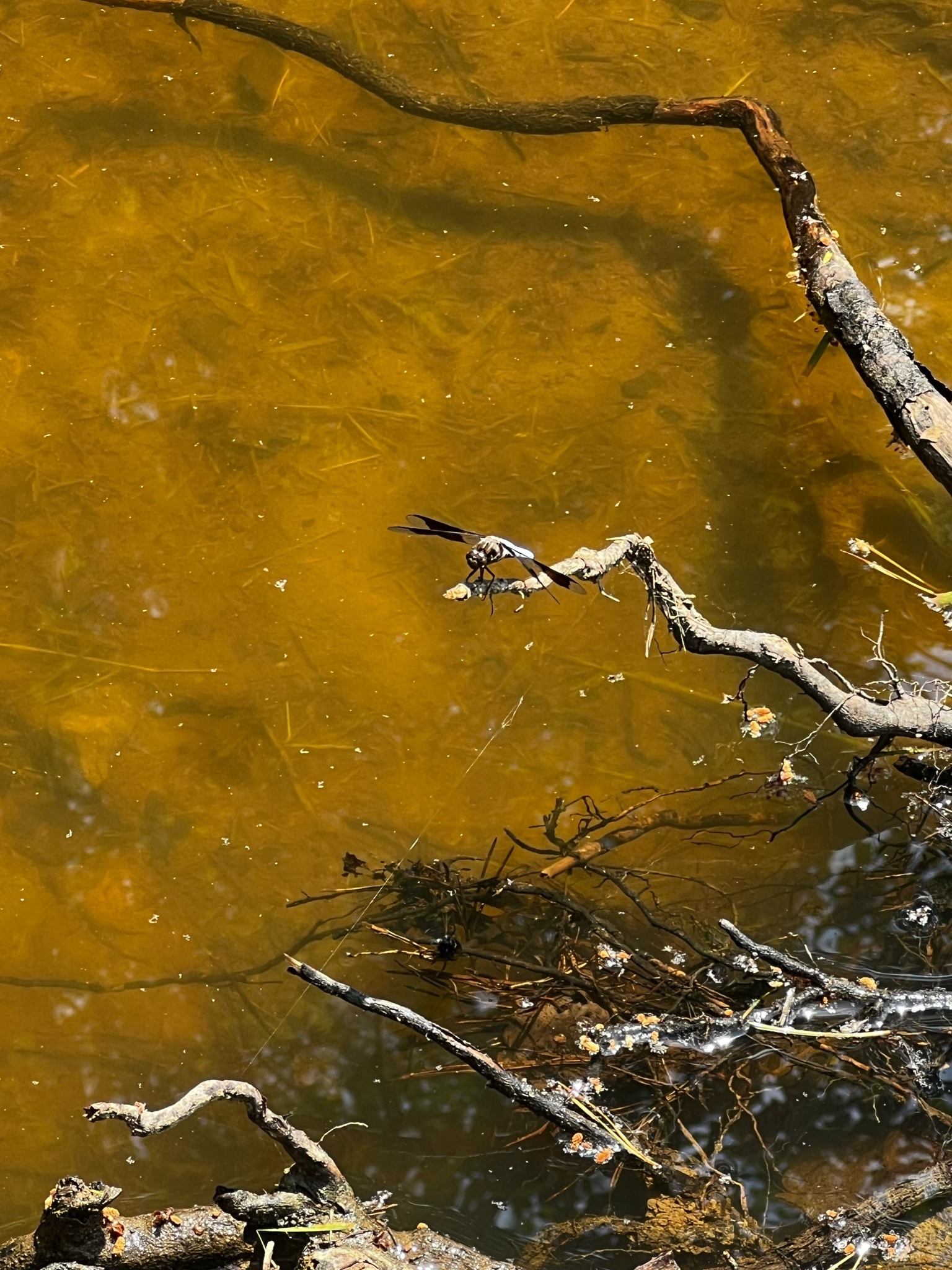 Common Whitetail Dragonfly