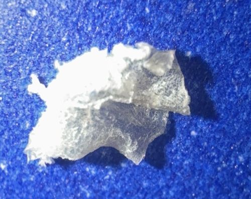 Skin Flake or Fabric Lint (Not a Bug)