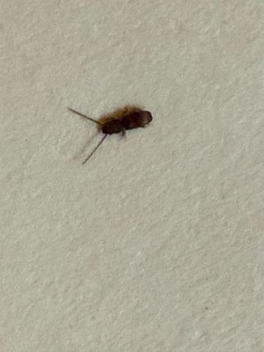 Carpet Beetle Larva