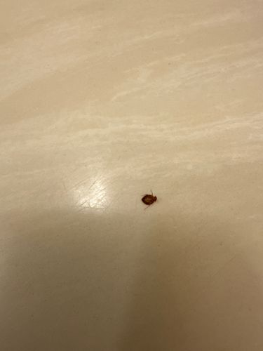 Bed Bug